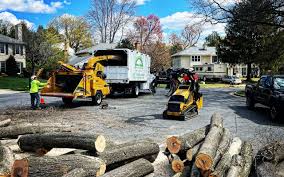 How Our Tree Care Process Works  in  Tower Lakes, IL