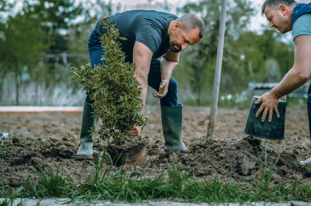 Best Root Management and Removal  in Tower Lakes, IL