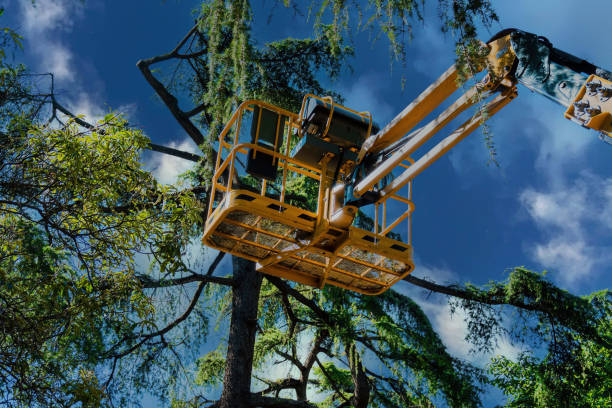 Best Hazardous Tree Removal  in Tower Lakes, IL