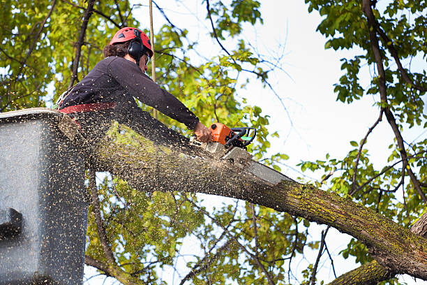 Best Tree Cabling and Bracing  in Tower Lakes, IL